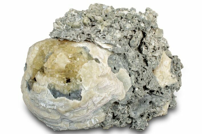 Fossil Clam (Mercenaria) w/ Fluorescent Calcite - Rucks' Pit, FL #300330